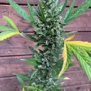 Blue Dream Auto Outdoor Living Soil
