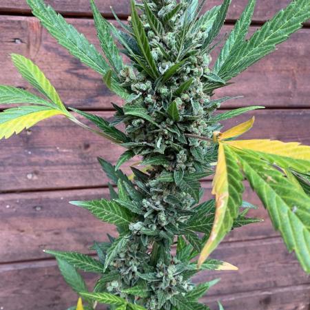 Blue Dream Auto Outdoor Living Soil