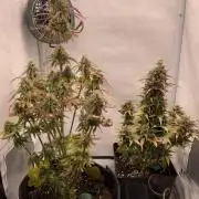 LSD Automatic Zamnesia mini Grow
