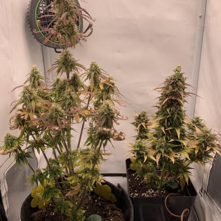 LSD Automatic Zamnesia mini Grow