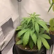 Grape Ape F1 Auto watering