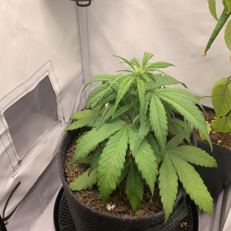 Grape Ape F1 Auto watering