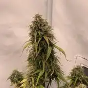 Royal Creamatic mini grow