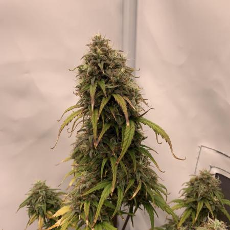 Royal Creamatic mini grow