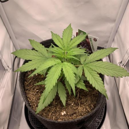 Grape Ape F1 Auto watering