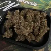 LSD Automatic Zamnesia mini Grow