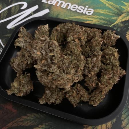 LSD Automatic Zamnesia mini Grow