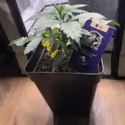 Purple Skunk Automatic Mini Grow