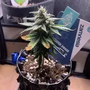 Monster Dwarf Auto Pikendi Micro Grow