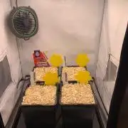 2 Liter 12/12 grow from seed
