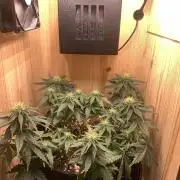 Pink Rozay Pikendi Micro Grow