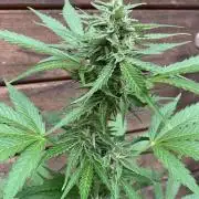 Grape Ape F1 Auto watering