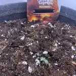 Pineapple Express F1 Zamnesia mini grow