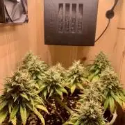 Pink Rozay Pikendi Micro Grow