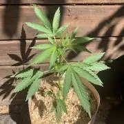FastBuds Gelato Outdoor living soil
