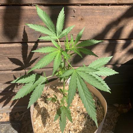 FastBuds Gelato Outdoor living soil