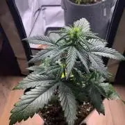 Purple Skunk Automatic Mini Grow