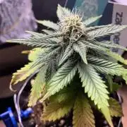Monster Dwarf Auto Pikendi Micro Grow