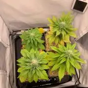 2 Liter 12/12 grow from seed