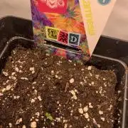 LSD Automatic Zamnesia mini Grow