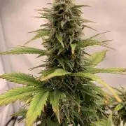 Purple Skunk Automatic Mini Grow