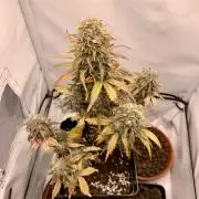 Purple Skunk Automatic Mini Grow