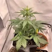 LSD Automatic Zamnesia mini Grow