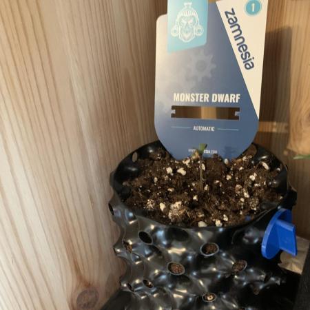 Monster Dwarf Auto Pikendi Micro Grow