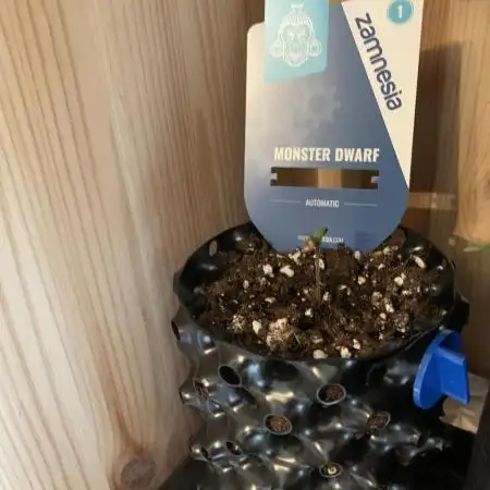 Monster Dwarf Auto Pikendi Micro Grow