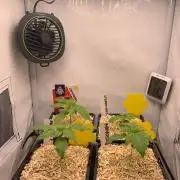 2 Liter 12/12 grow from seed