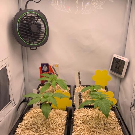 2 Liter 12/12 grow from seed