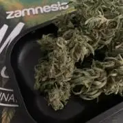 Grape Ape F1 Auto watering