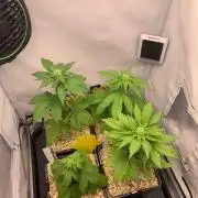 2 Liter 12/12 grow from seed