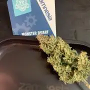 Monster Dwarf Auto Pikendi Micro Grow