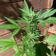 Blue Dream Auto Outdoor Living Soil