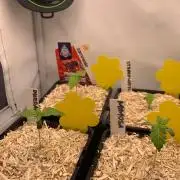 2 Liter 12/12 grow from seed