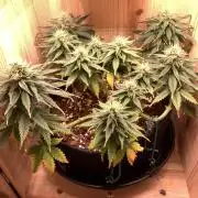 Pink Rozay Pikendi Micro Grow