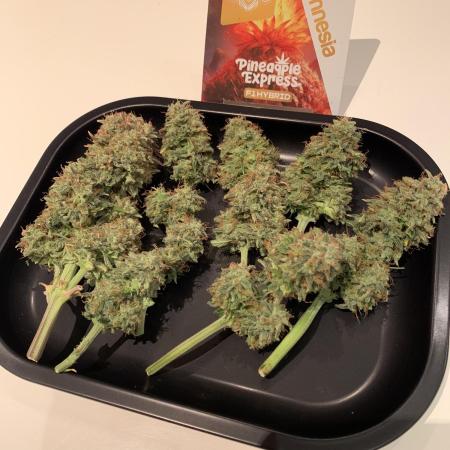 Pineapple Express F1 Zamnesia mini grow