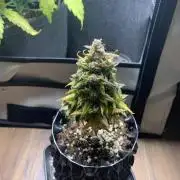 Monster Dwarf Auto Pikendi Micro Grow