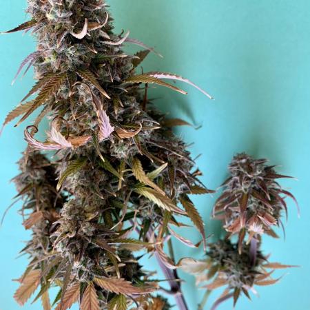 Purple Skunk Automatic Mini Grow
