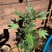 Blue Dream Auto Outdoor Living Soil
