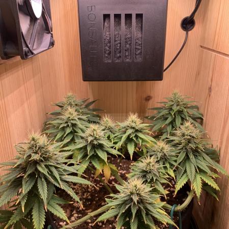 Pink Rozay Pikendi Micro Grow