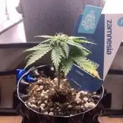Monster Dwarf Auto Pikendi Micro Grow