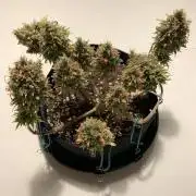 Pink Rozay Pikendi Micro Grow