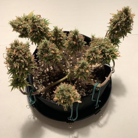 Pink Rozay Pikendi Micro Grow