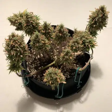 Pink Rozay Pikendi Micro Grow