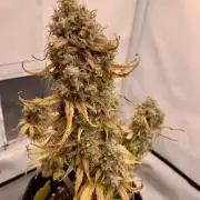 Royal Creamatic mini grow