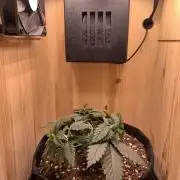 Pink Rozay Pikendi Micro Grow