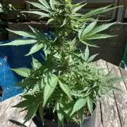 Grape Ape F1 Auto watering