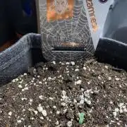 White Widow F1 mini Grow